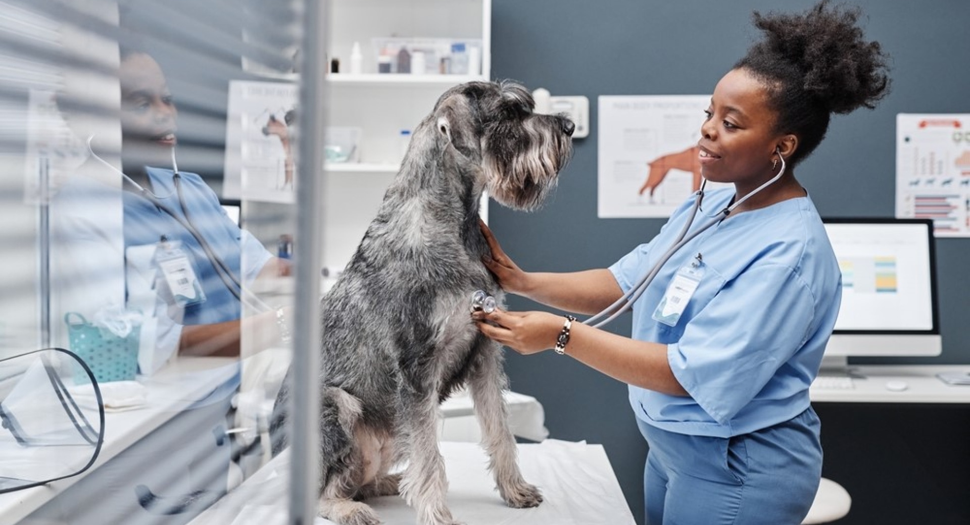 Vet Insurance Toronto